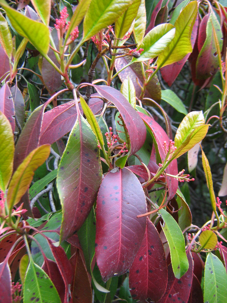 Изображение особи Photinia serratifolia.