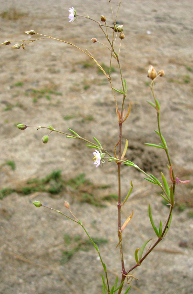 Image of Spergularia media specimen.