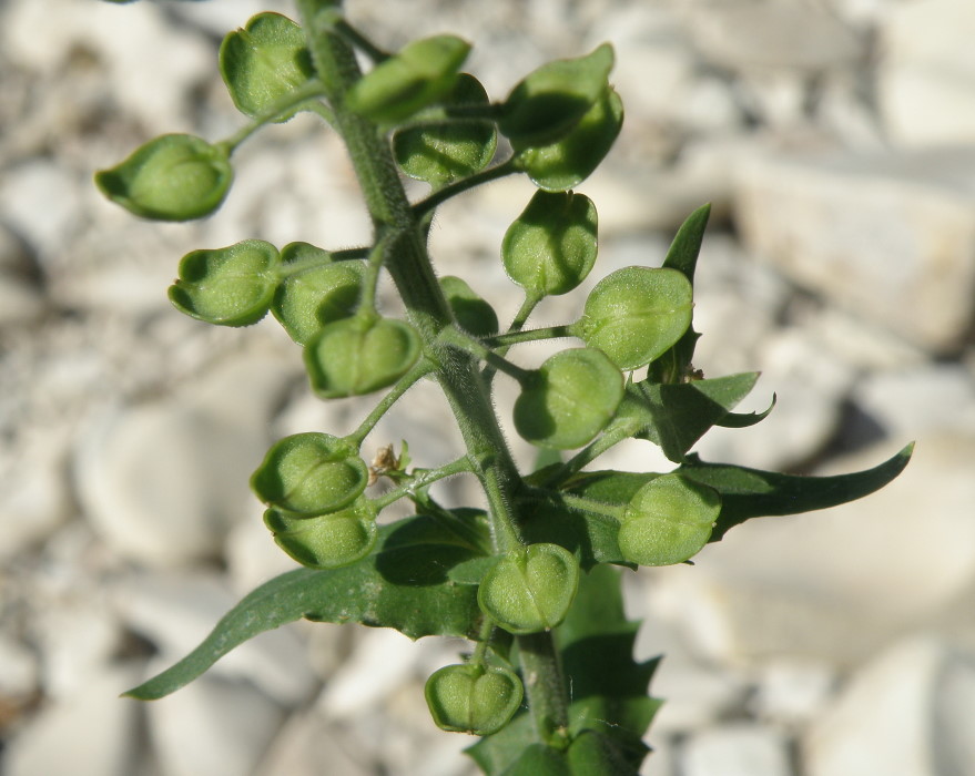 Изображение особи Lepidium campestre.