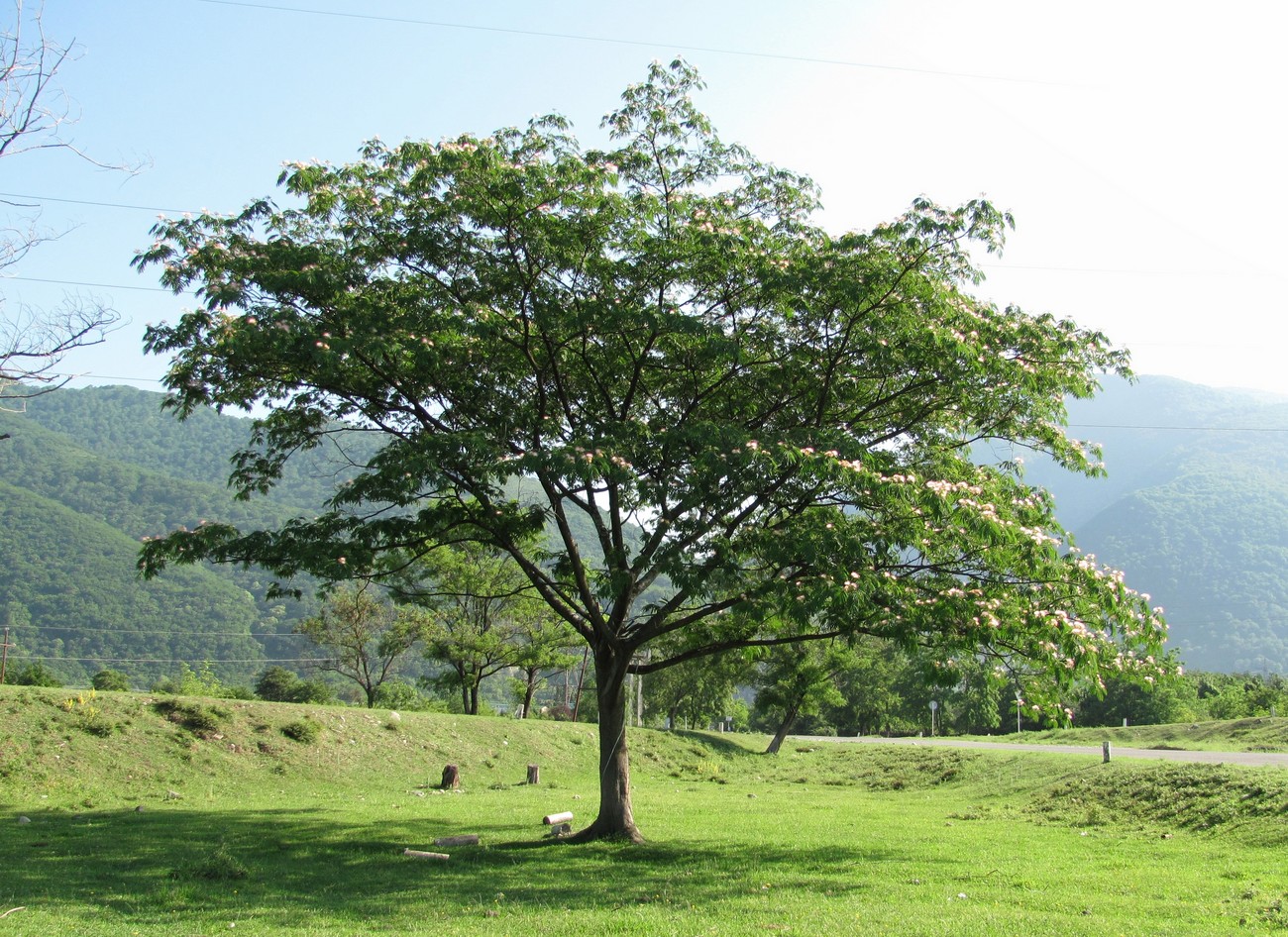 Image of Albizia julibrissin specimen.