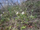 Cerastium pseudobulgaricum