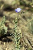 genus Linum