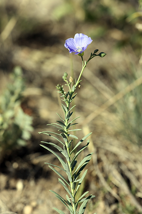 Image of genus Linum specimen.