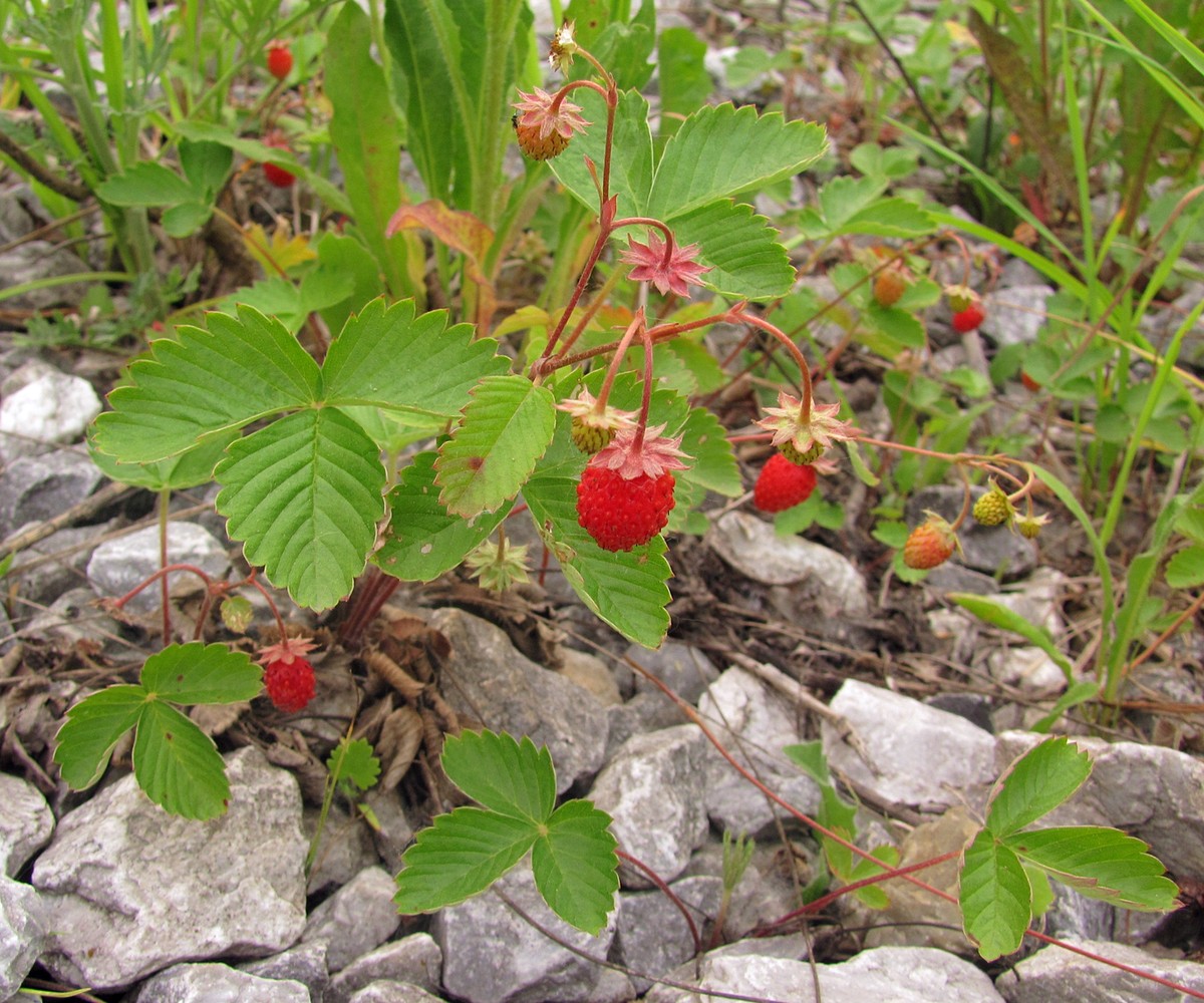 Изображение особи Fragaria vesca.