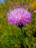 Klasea biebersteiniana