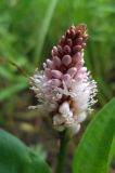 Persicaria amphibia