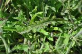 Papaver oreophilum