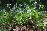 Veronica umbrosa