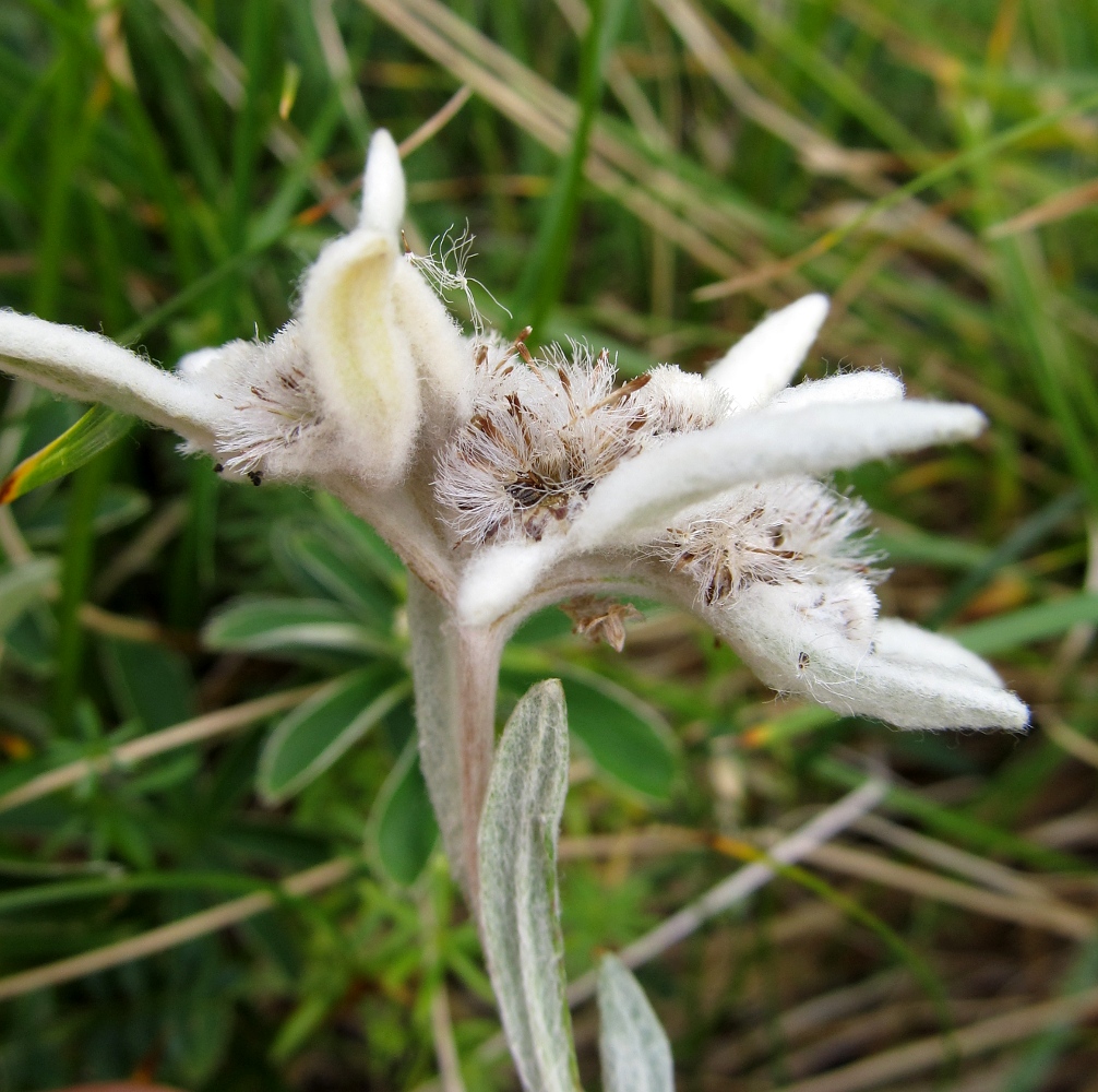 Image of Leontopodium nivale ssp. alpinum specimen.