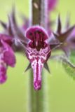 Stachys sylvatica