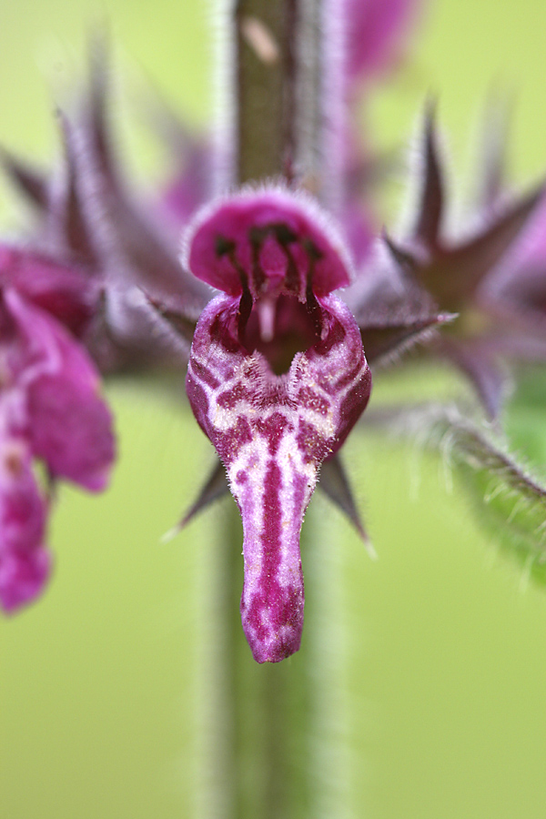 Изображение особи Stachys sylvatica.