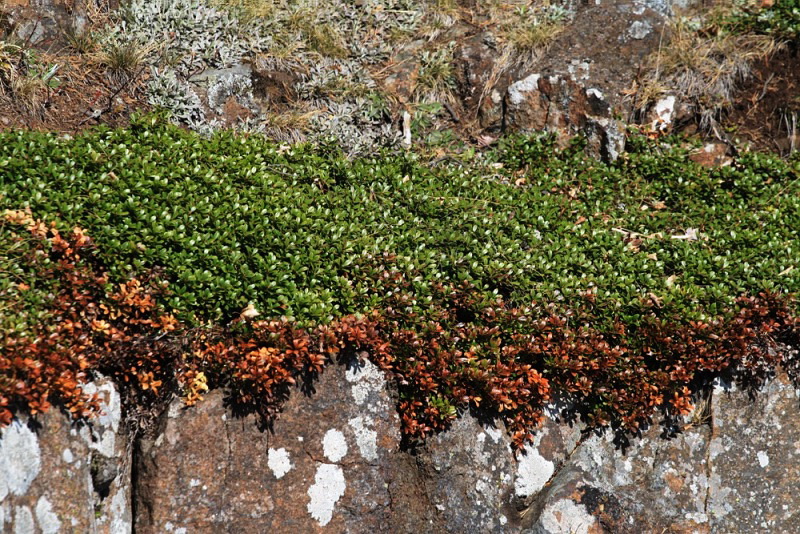 Изображение особи Arctostaphylos uva-ursi.