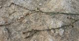 Polygonum equisetiforme. Часть побега c цветками. Израиль, г. Беэр-Шева, сорное возле пешеходной дорожки. 18.10.2012.