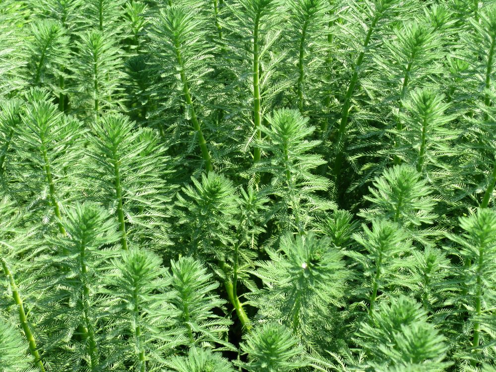 Image of Myriophyllum aquaticum specimen.