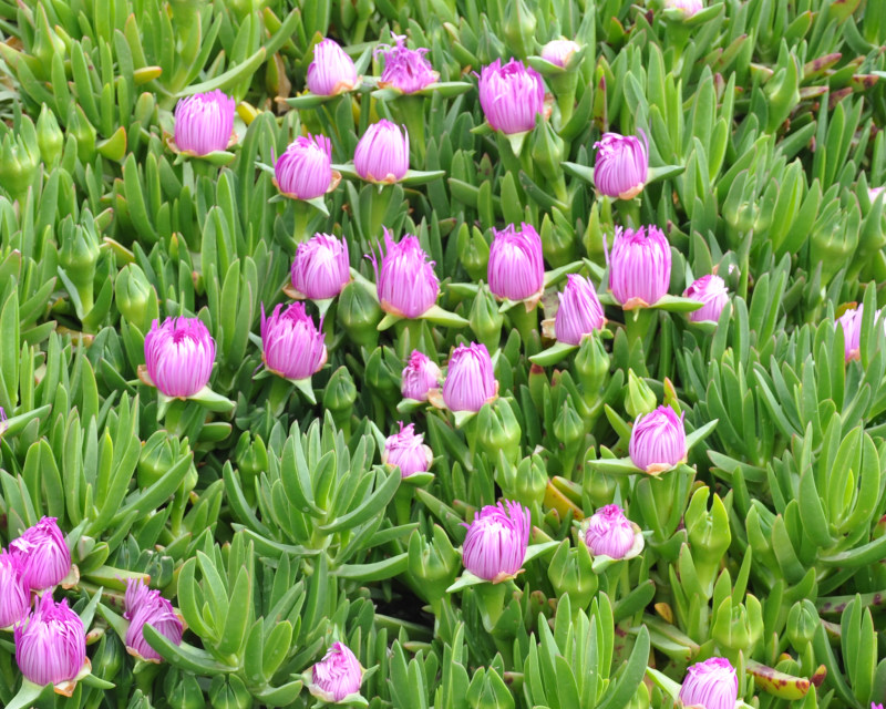 Изображение особи Carpobrotus acinaciformis.