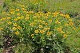 Inula grandiflora. Цветущие растения. Республика Адыгея, плато Лаго-Наки. 25.07.2012.