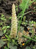 genus Orostachys
