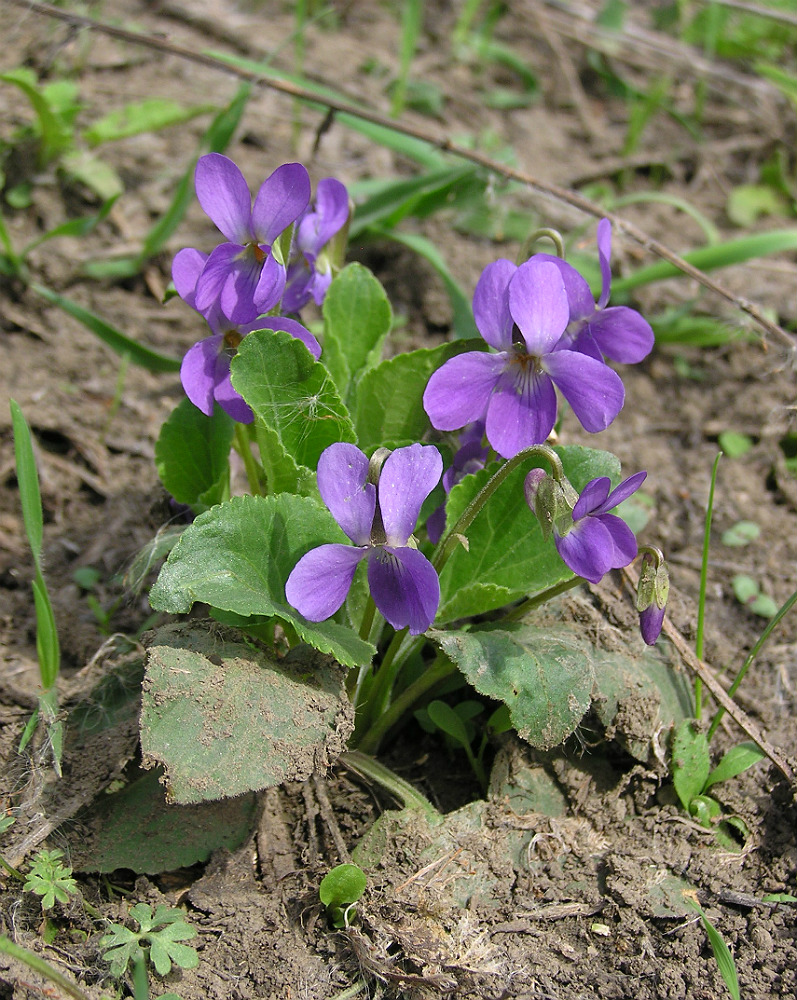 Изображение особи Viola ambigua.