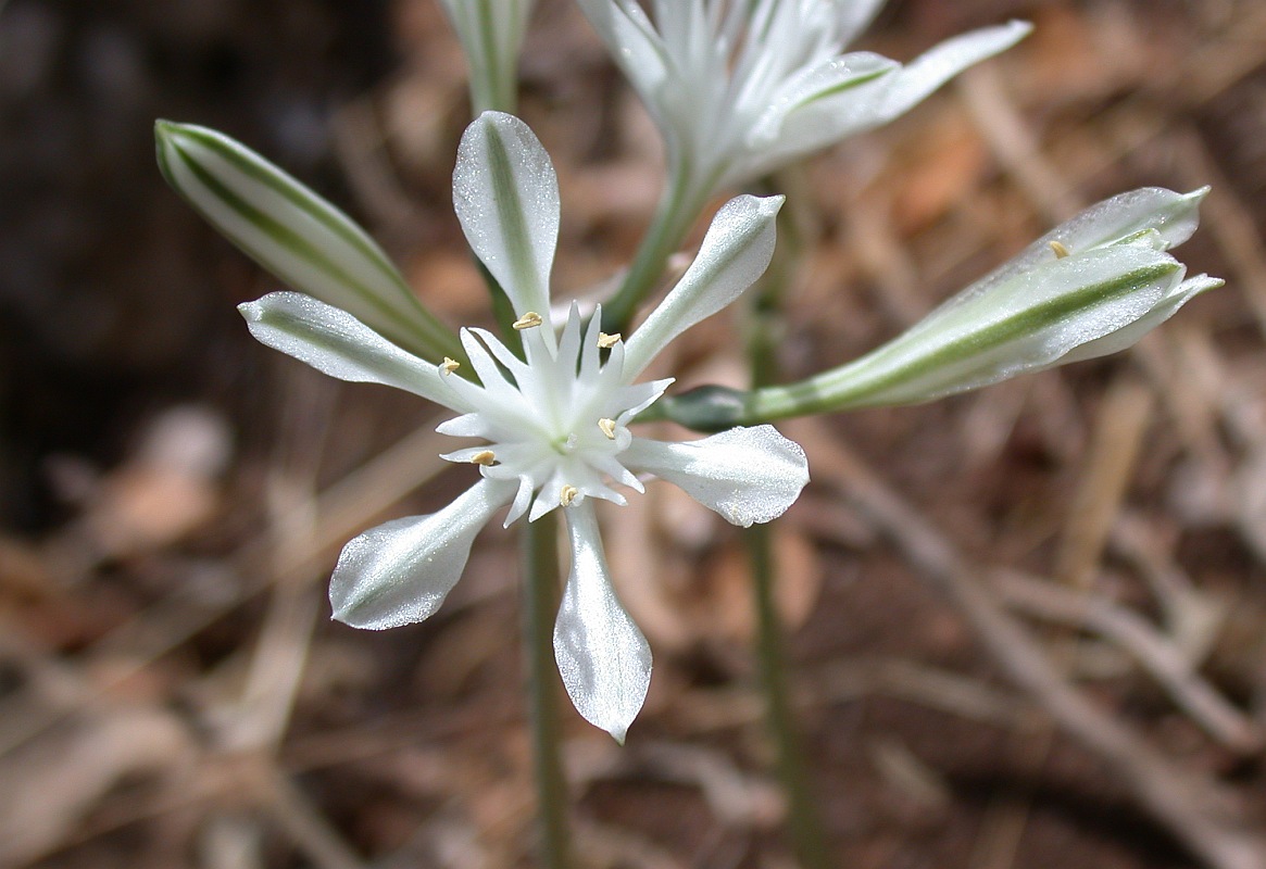 Изображение особи Vagaria parviflora.