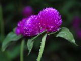 Gomphrena globosa