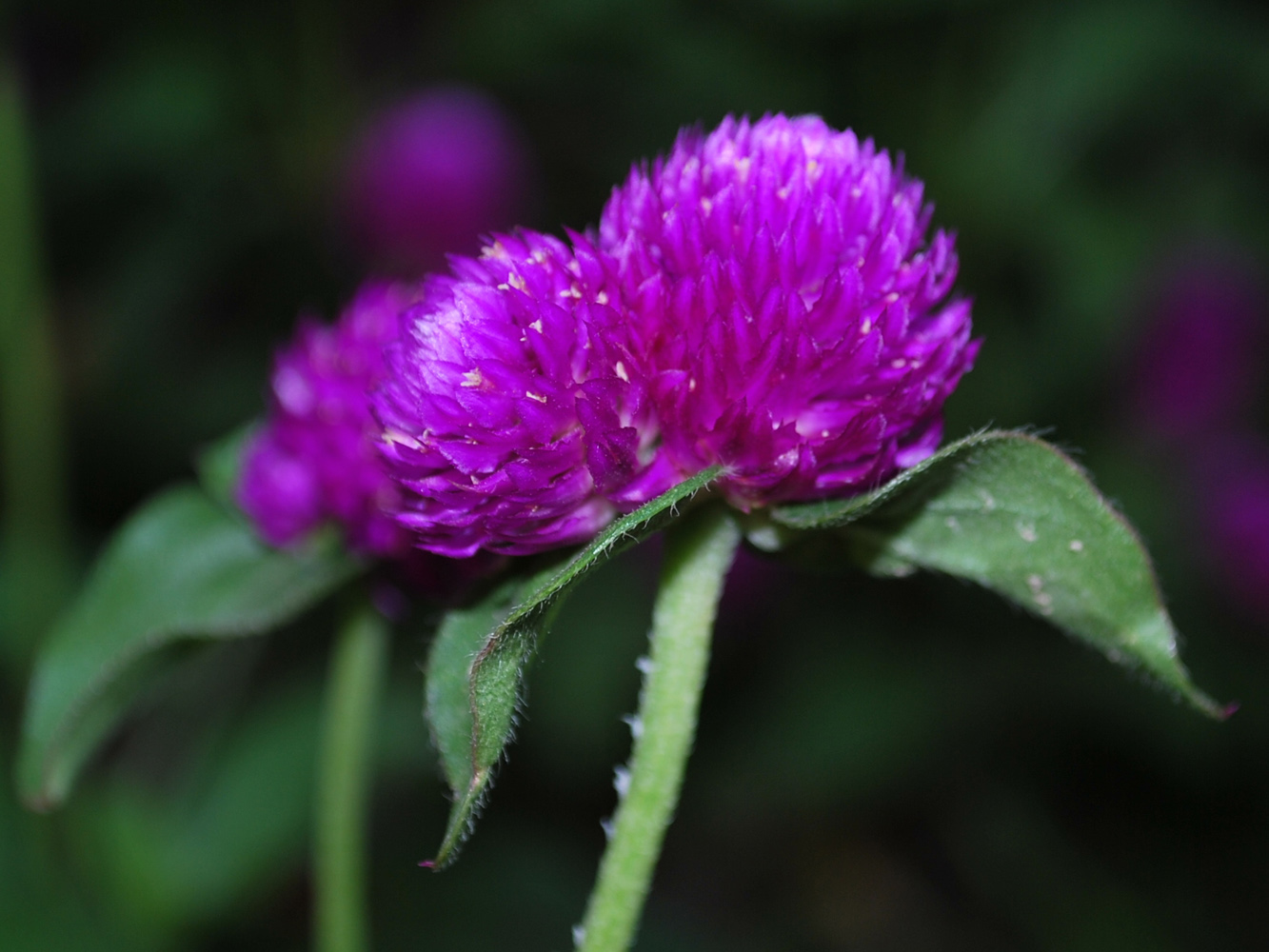 Image of Gomphrena globosa specimen.