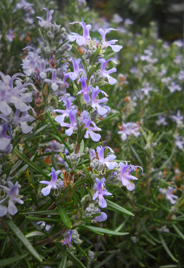 Изображение особи Rosmarinus officinalis.