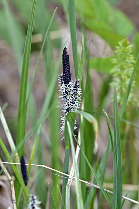 Изображение особи Carex nigra.