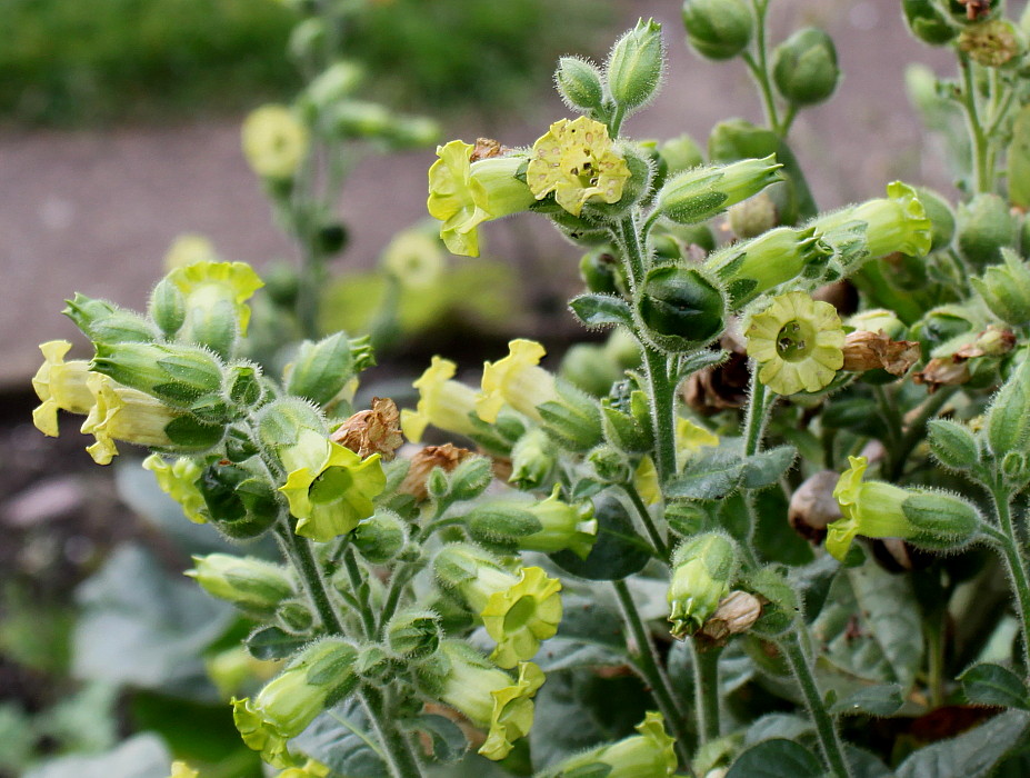 Изображение особи Nicotiana rustica.