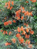 Leonotis leonurus. Цветущее растение. Франция, Приморские Альпы, г. Ментона, проспект Соспель, на ограде палисадника. 19.06.2012.