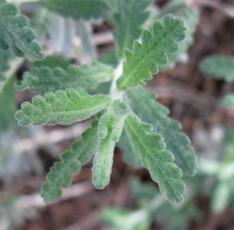 Изображение особи Teucrium capitatum.