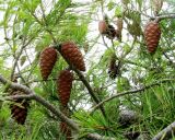 Pinus halepensis. Ветви со зрелыми шишками. Хорватия, Истрия, пос. Баньоле, берег моря. 03.09.2012.