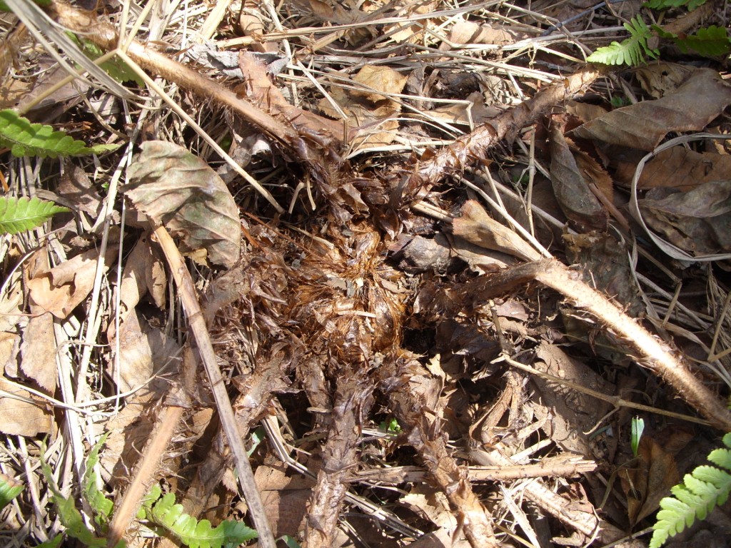 Image of Dryopteris crassirhizoma specimen.