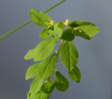 Euphorbia peplus. Верхушка побега с соцветиями. Германия, г. Кемпен, на открытом балконе. 27.03.2013.