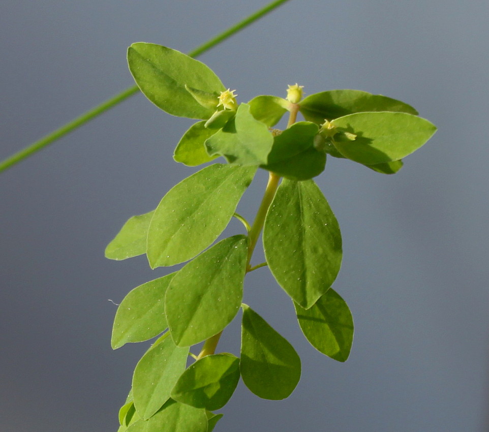 Изображение особи Euphorbia peplus.