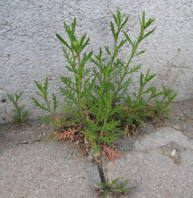 Изображение особи Lepidium ruderale.