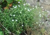 Cerastium fischerianum