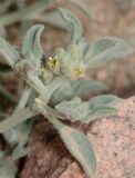 Morettia parviflora