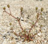 Saxifraga tridactylites