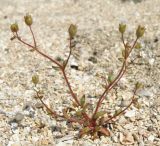 Saxifraga tridactylites. Цветущее растение. Краснодарский край, Ейский п-ов, коса Долгая. 29.04.2013.