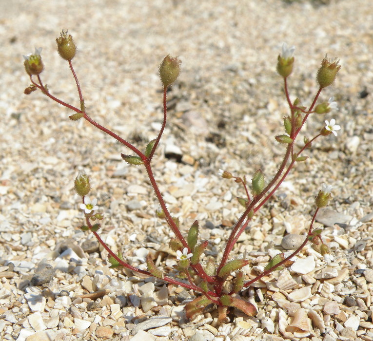 Изображение особи Saxifraga tridactylites.