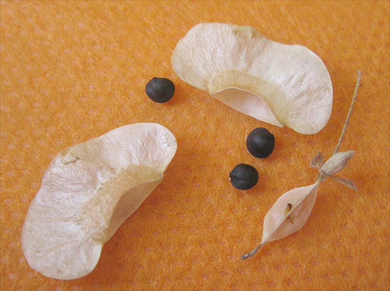 Image of Dodonaea viscosa specimen.