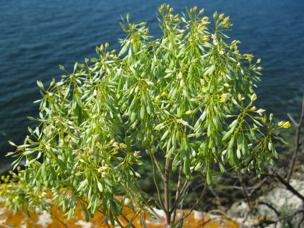 Image of Isatis littoralis specimen.