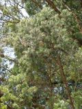 Pseudotsuga menziesii. Средняя часть кроны крупного дерева. Ставропольский край, г. Кисловодск, Курортный парк средний, возле санатория \"Красные камни\". 02.04.2013.