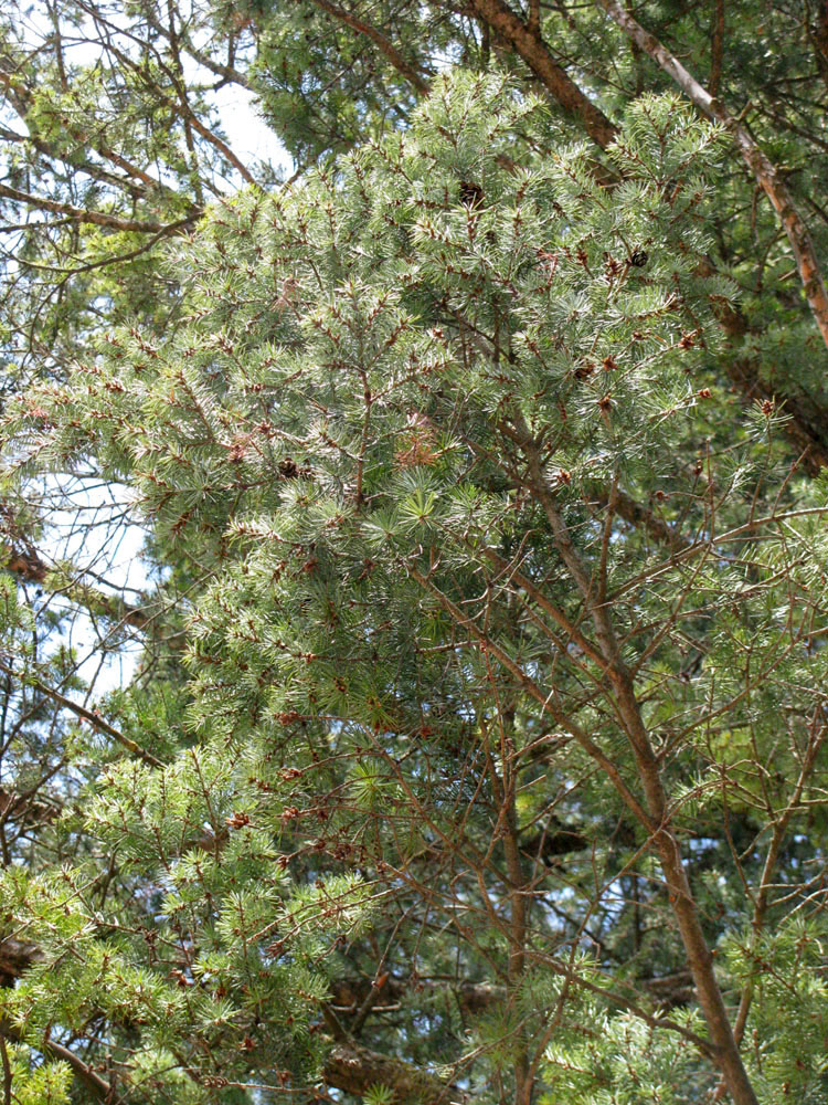 Изображение особи Pseudotsuga menziesii.