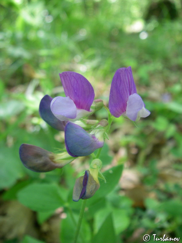 Изображение особи Lathyrus laxiflorus.