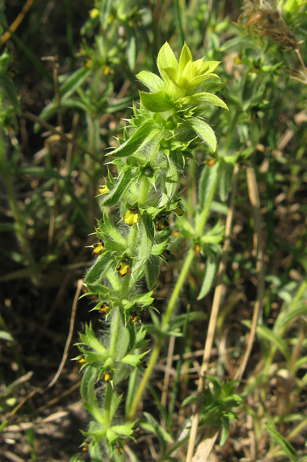 Image of Sideritis montana specimen.