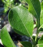 Salix bebbiana. Лист. Архангельская обл., Пинежский р-н, восточные окр. Пинежского заповедника, на обнажении горной породы в карстовом логу. 21.06.2013.