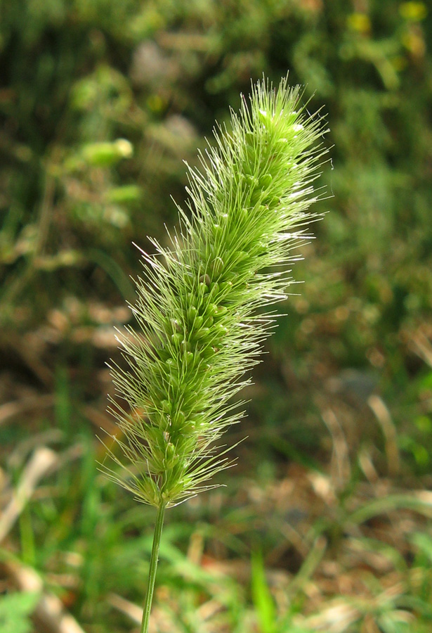 Image of Setaria viridis specimen.