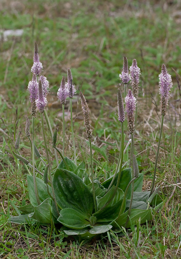 Image of Plantago media specimen.