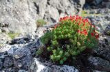 Rhodiola quadrifida. Растение с незрелыми плодами. Свердловская обл., Карпинский р-н, гора Конжаковский Камень.